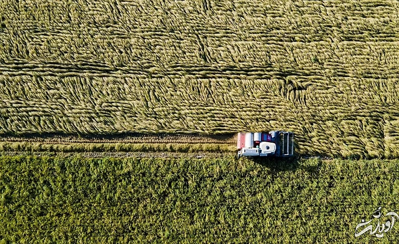 (تصاویر) برداشت برنج در مازندران